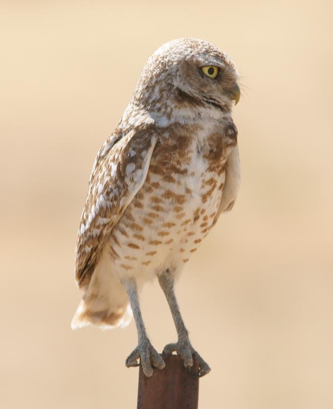 randomBurrowing Owl