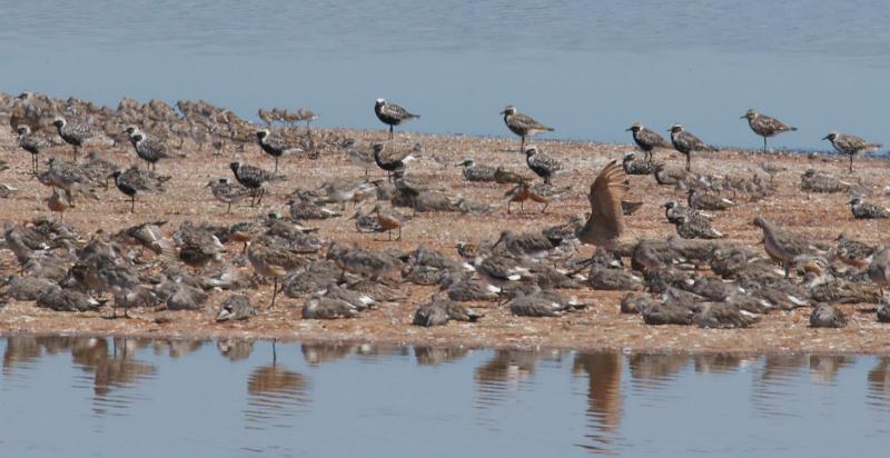 randomRed Knot