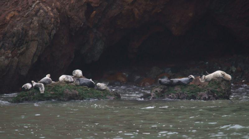 randomHarbor Seal