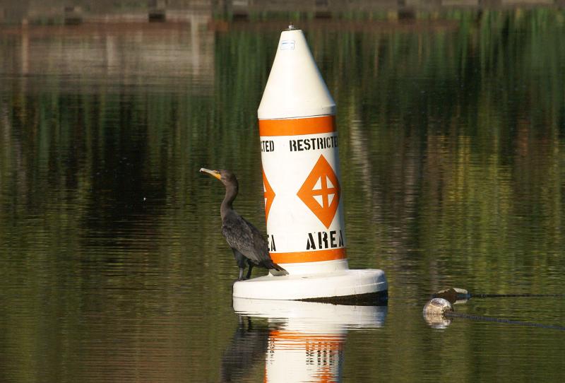 randomDouble-Crested Cormorant