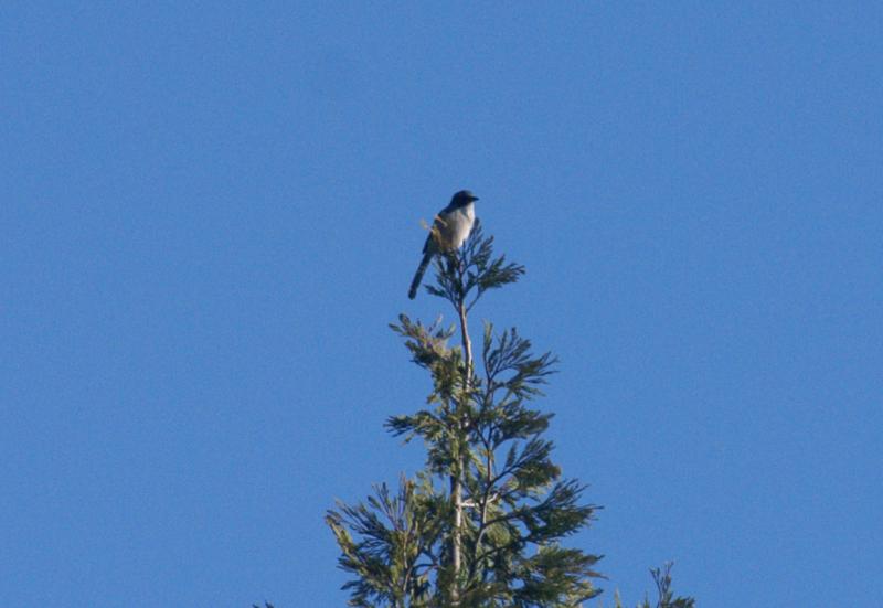 randomScrub Jay