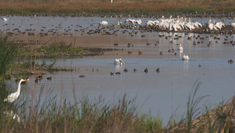 randomGreat Egret