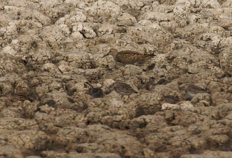 randomPectoral Sandpiper