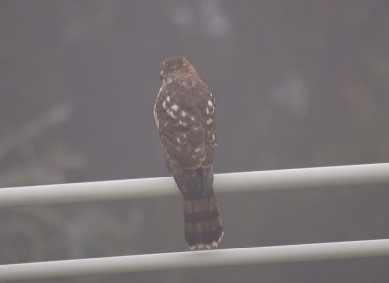 randomSharp-Shinned Hawk