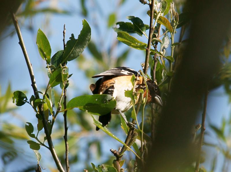 randomBlack-Headed Grosbeak