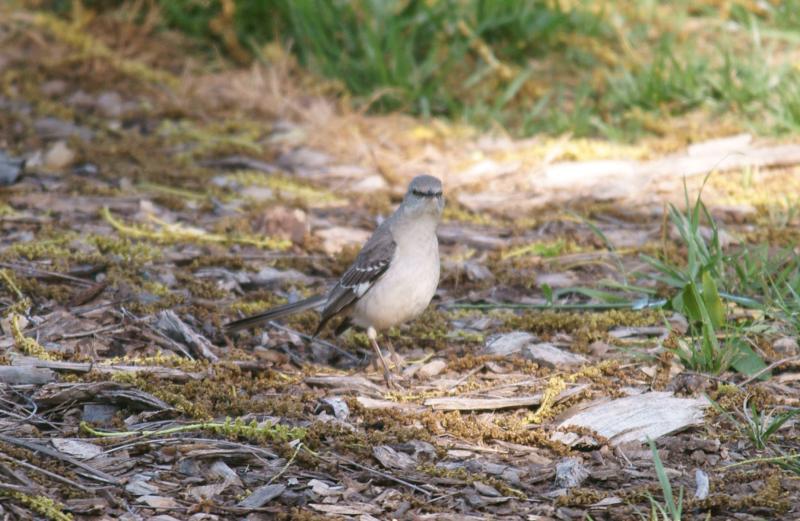 randomNorthern Mockingbird