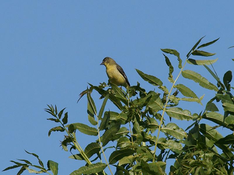 randomPacific-slope Flycatcher