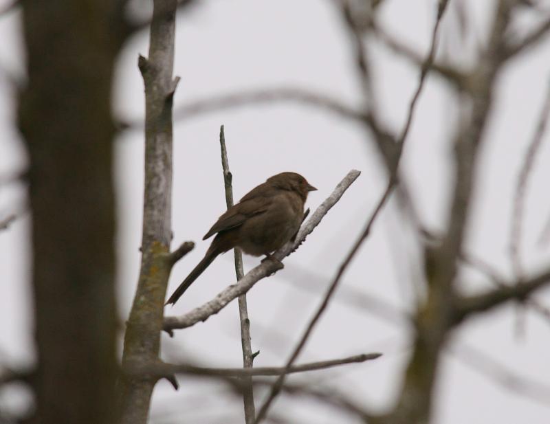 randomCalifornia Towhee