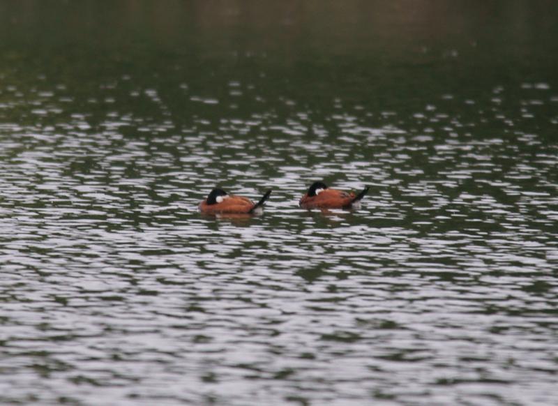 randomRuddy Duck