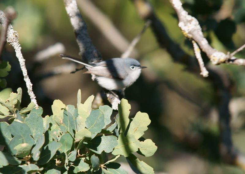 randomBlue-Gray Gnatcatcher