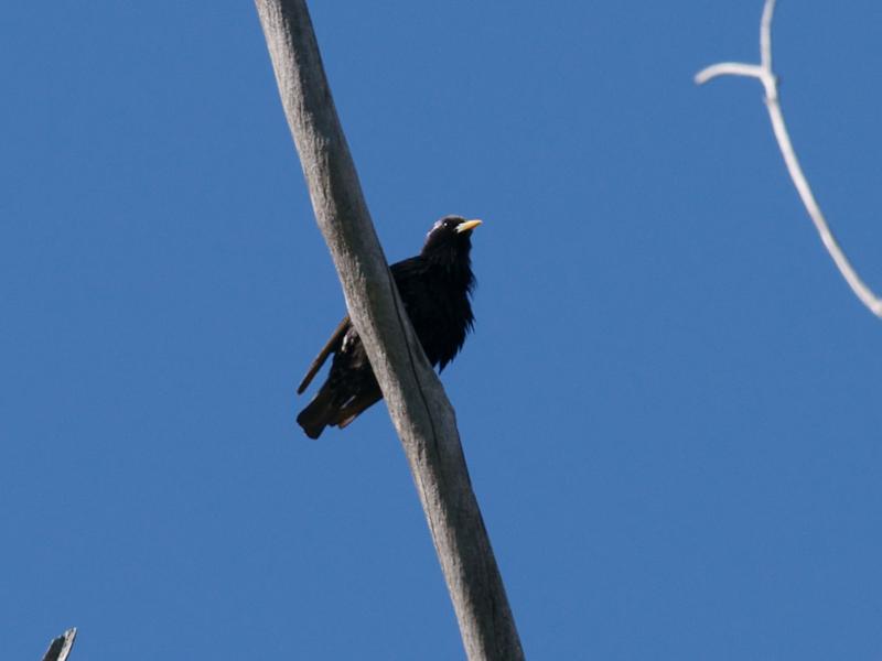 randomEuropean Starling