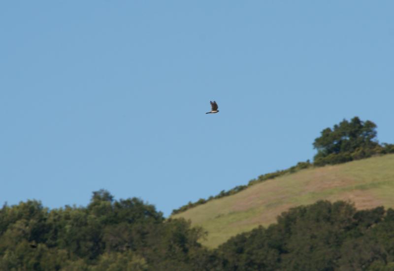 randomAmerican Kestrel