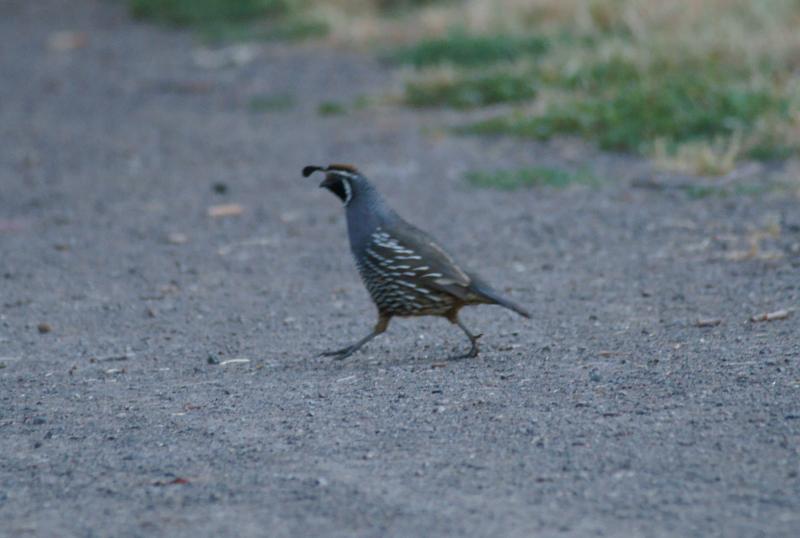 randomCalifornia Quail