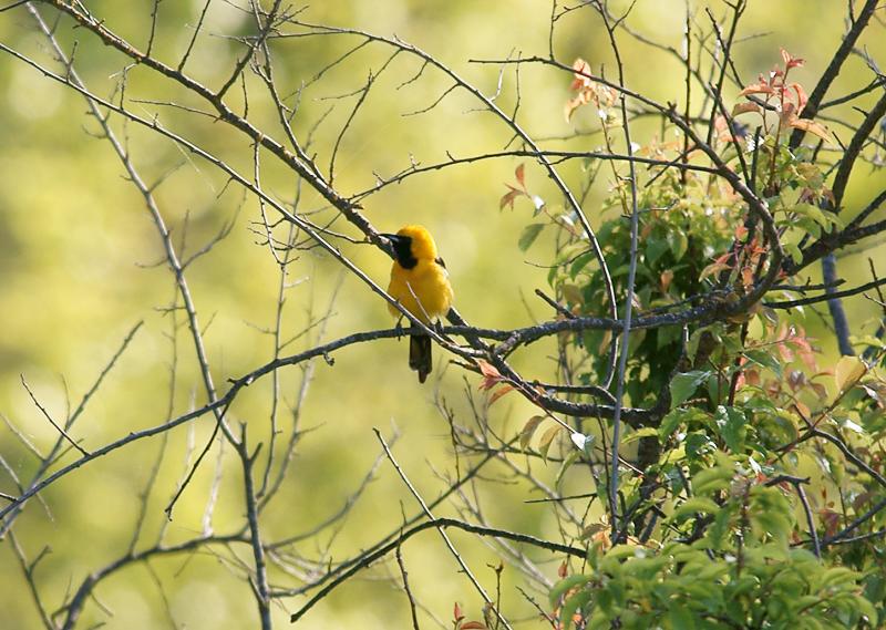 randomHooded Oriole