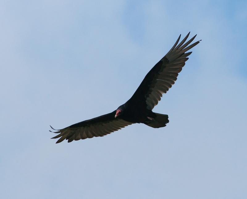 randomTurkey Vulture