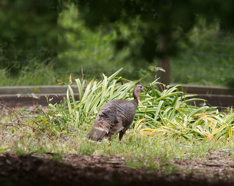 randomWild Turkey