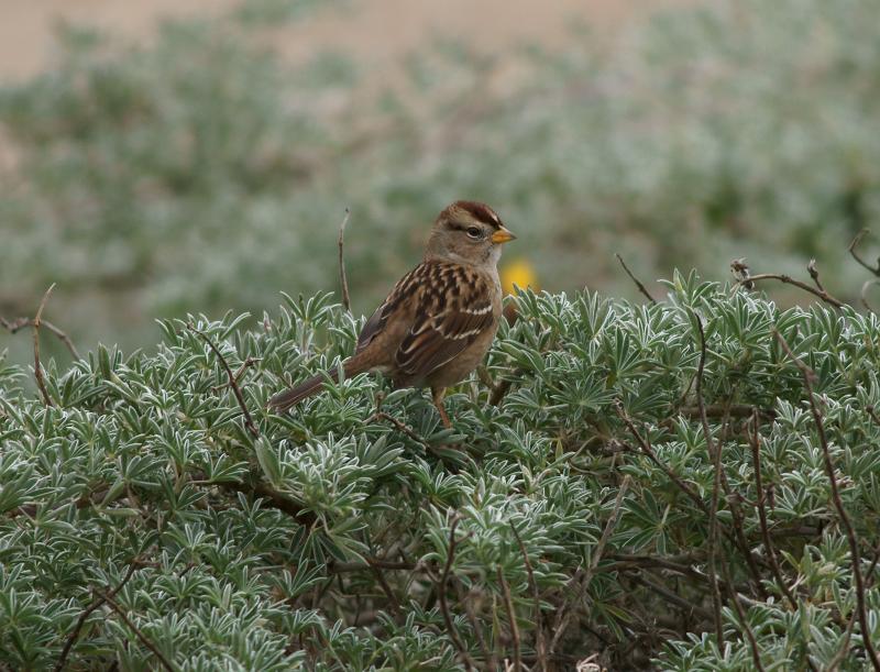 randomGolden-Crowned Sparrow