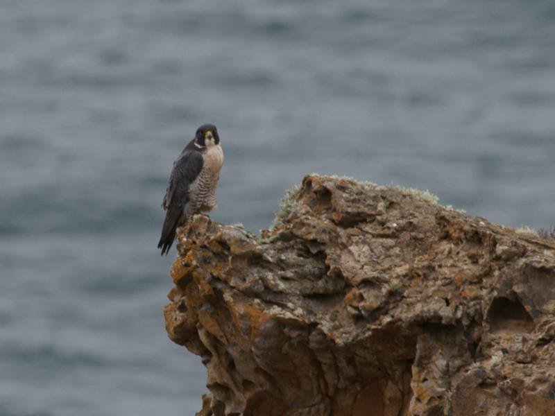 randomPeregrine Falcon