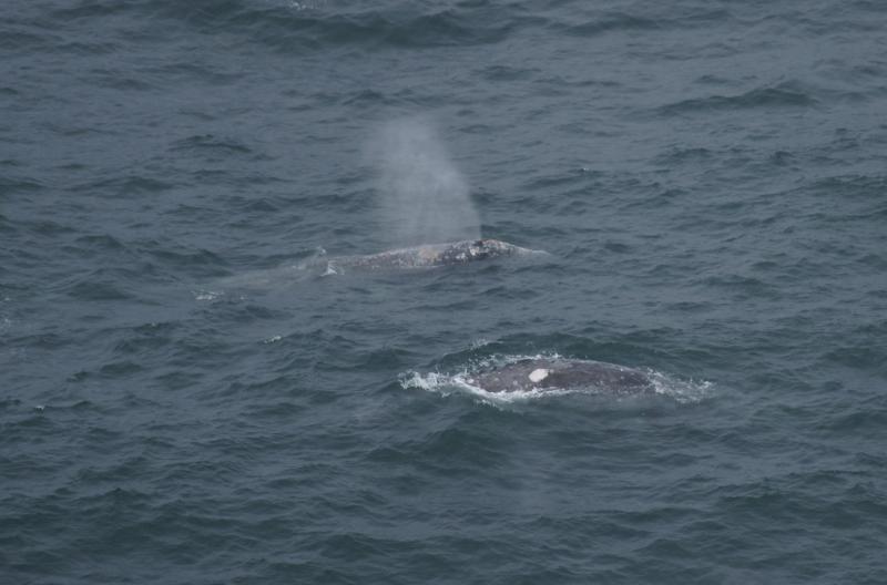 randomGray Whale