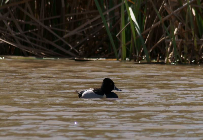 randomRing-Necked Duck