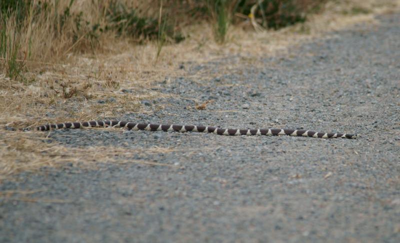 randomCalifornia Kingsnake