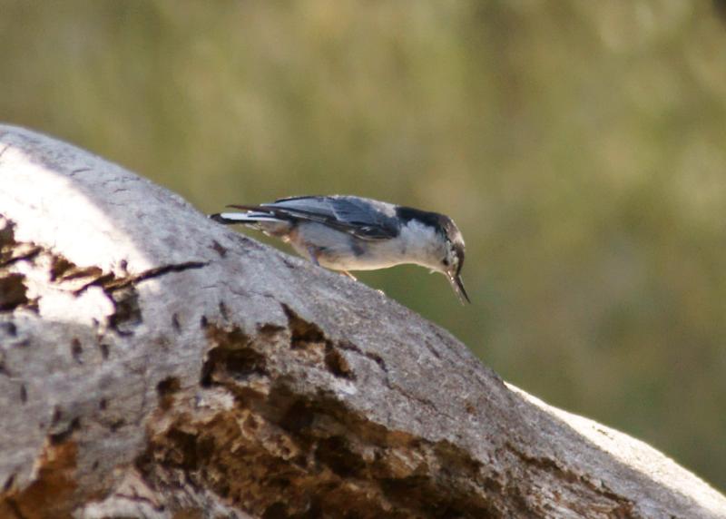 randomWhite-Breasted Nuthatch