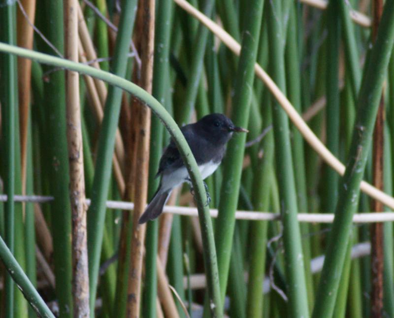 randomBlack Phoebe