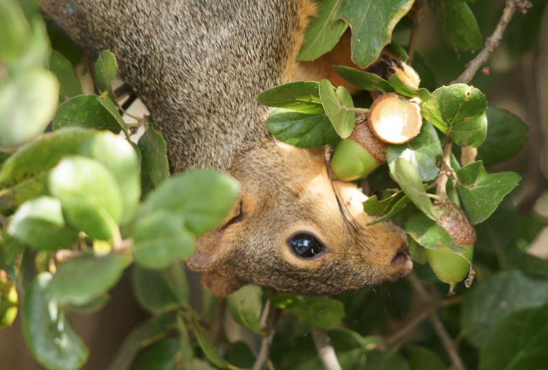 randomFox Squirrel