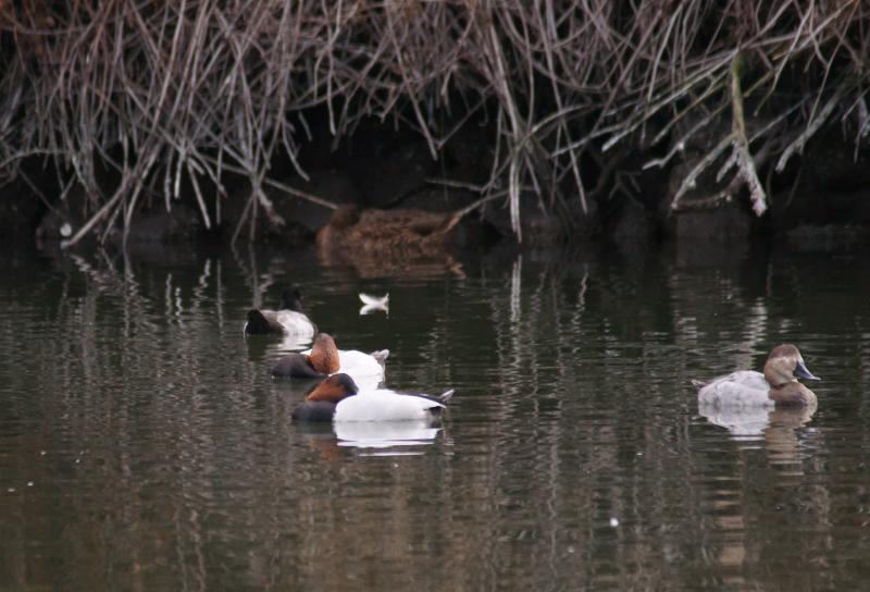 randomCanvasback