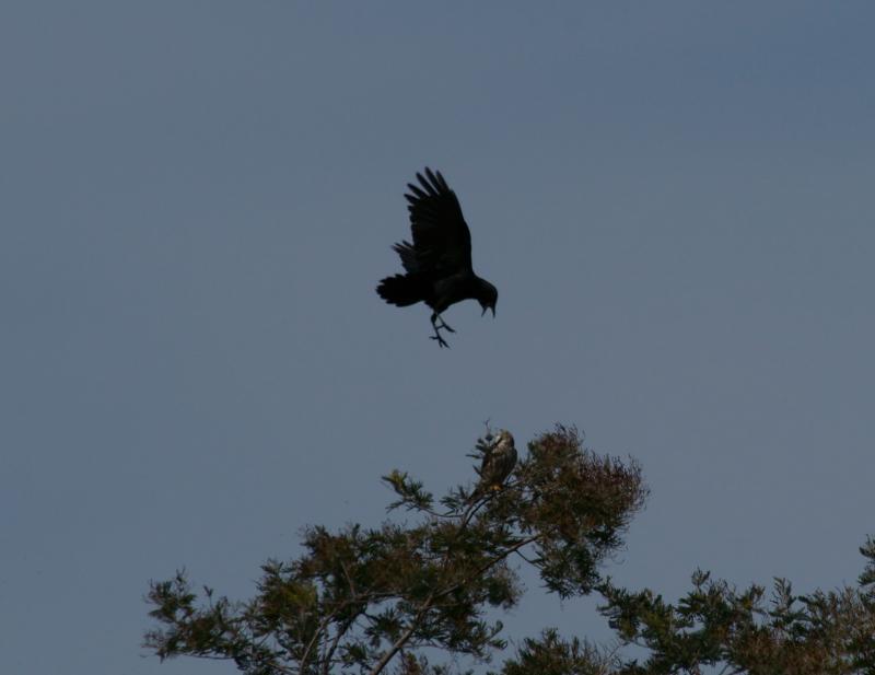 randomNorthern Harrier