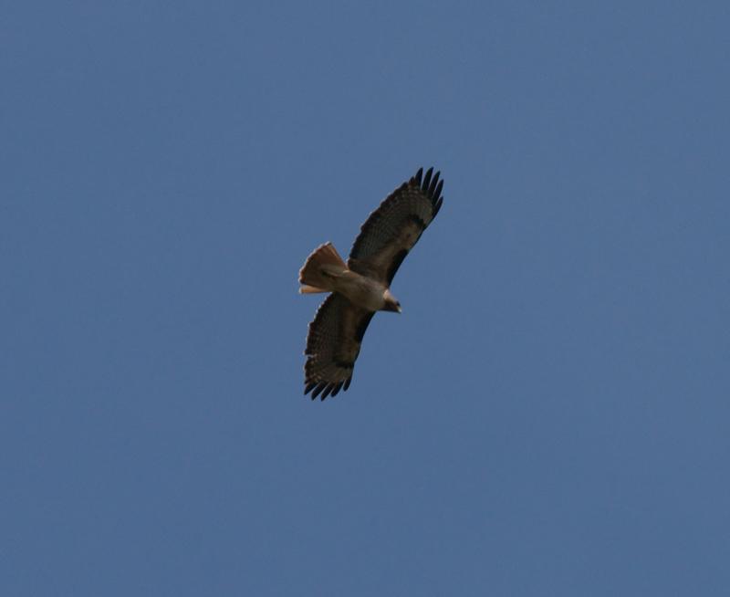 randomRed-Tailed Hawk