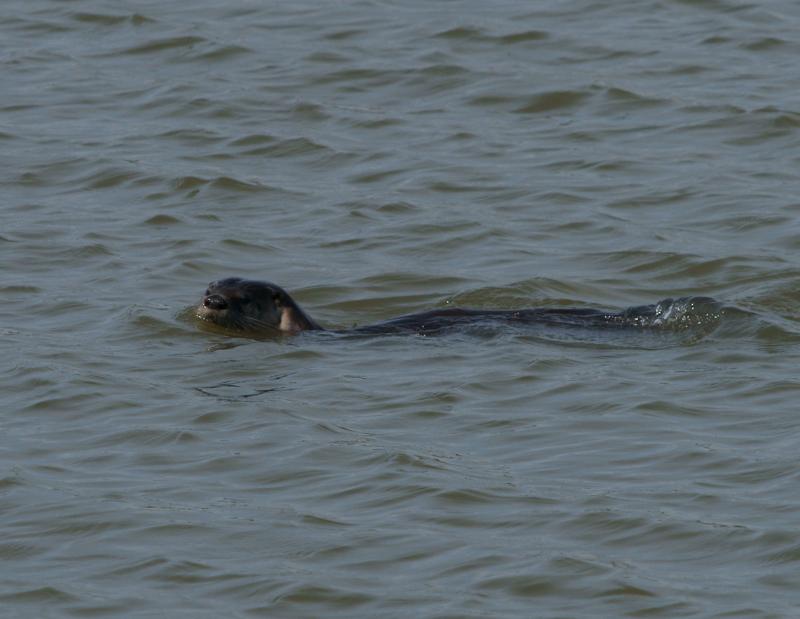 randomRiver Otter