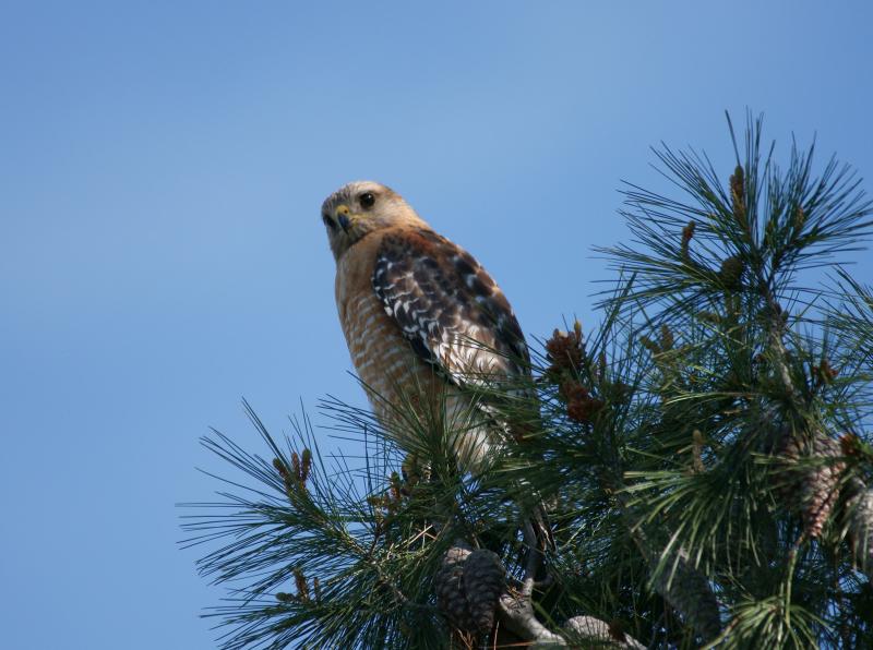 randomRed-Shouldered Hawk