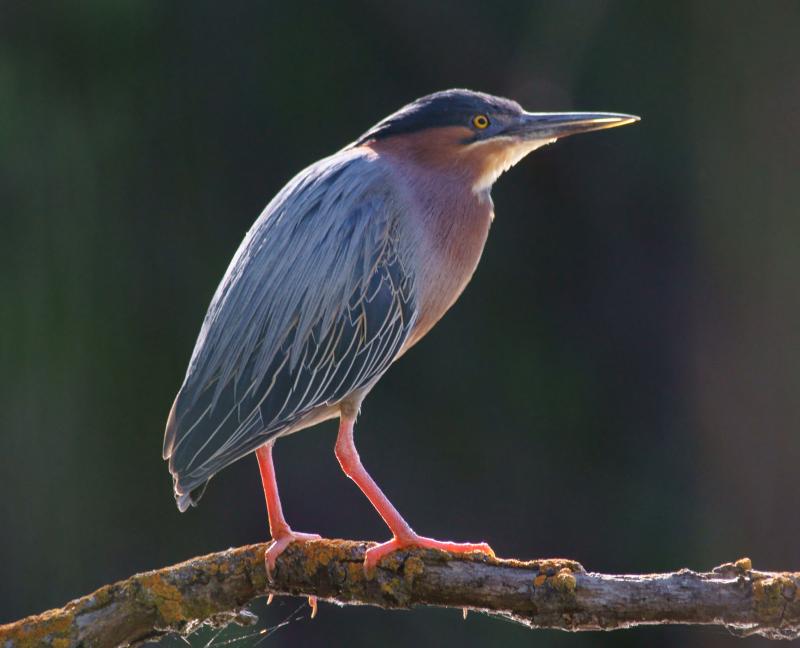 randomGreen Heron