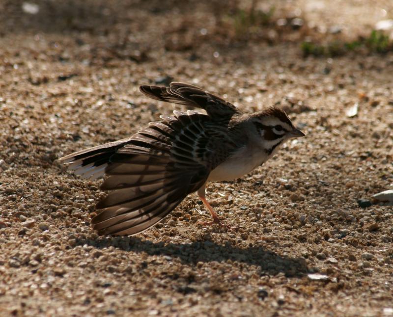 randomLark Sparrow