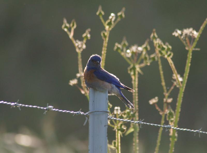 randomWestern Bluebird