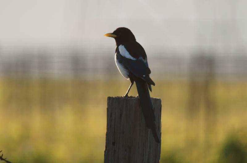 randomYellow-Billed Magpie