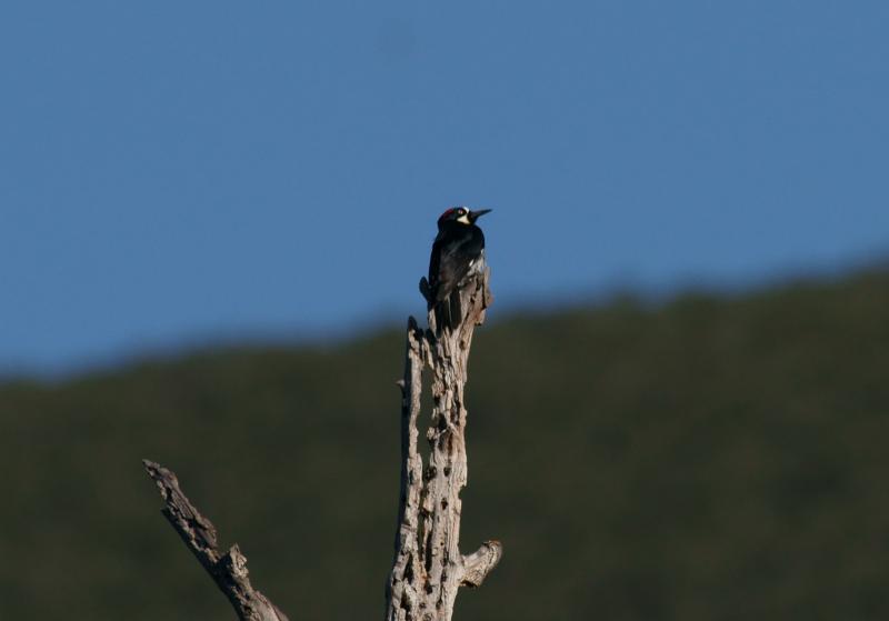 randomAcorn Woodpecker