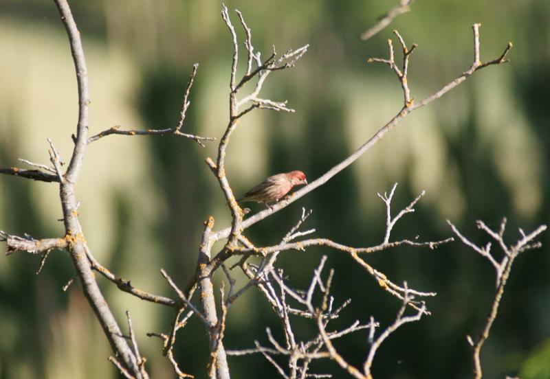 randomHouse Finch