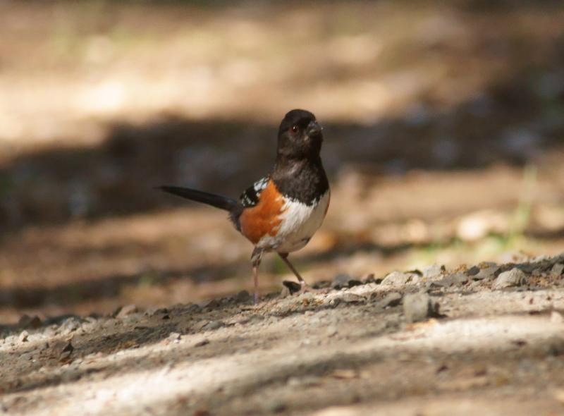 randomSpotted Towhee