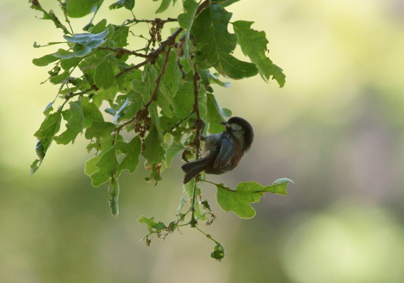 randomChestnut-Backed Chickadee