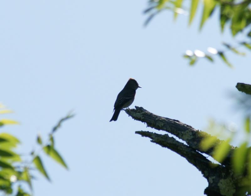 randomWestern Wood-Pewee