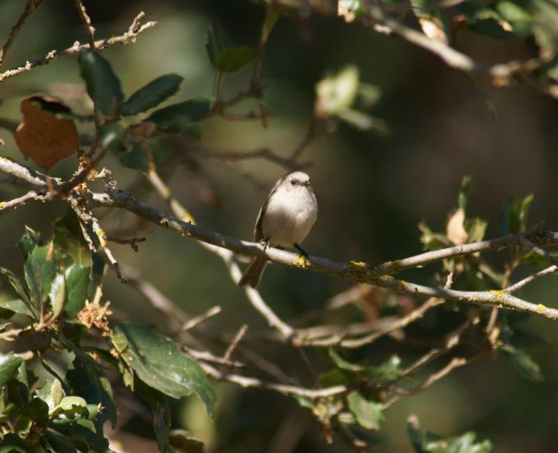 randomBushtit