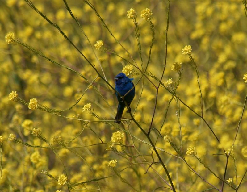 randomIndigo Bunting