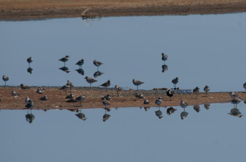 randomBlack-Bellied Plover