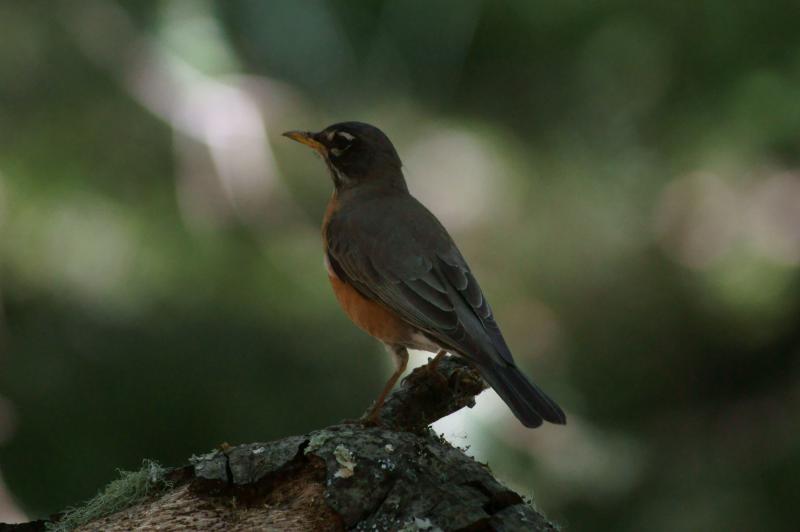 randomAmerican Robin