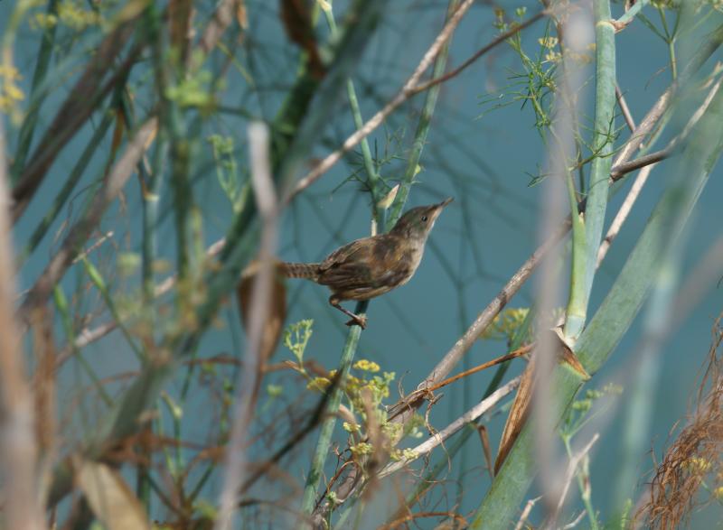 randomMarsh Wren