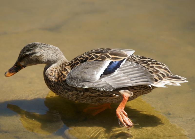 randomMallard