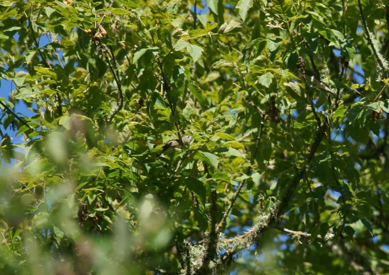 randomOak Titmouse (Plain Titmouse)