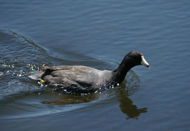 randomAmerican Coot